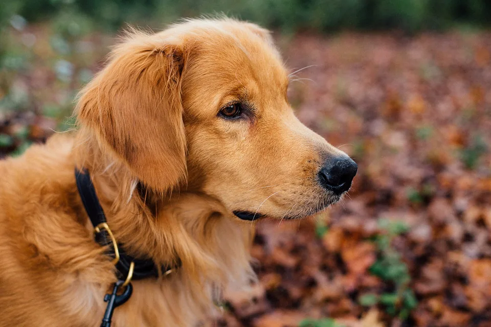 A photo of a golden retriever in autumn leaves